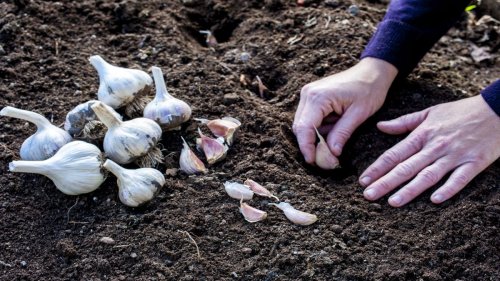 Knoblauch pflanzen leicht gemacht: Warum jetzt der perfekte Zeitpunkt ist