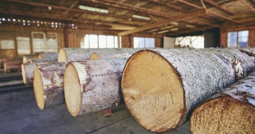 Macht ein Drittel des Gewichts aus: Holzmüll könnte Batterien sauberer machen