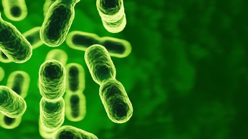 Darm und Psyche: Das Zusammenspiel von Serotonin und innerer Balance