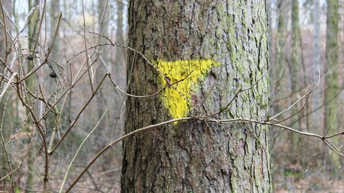 Geheimcode im Wald: Das bedeuten die farbigen Markierungen an Bäumen