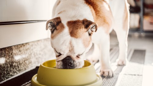 Dringender Rückruf: Beliebtes Hundefutter kann Gesundheit von Vierbeinern gefährden
