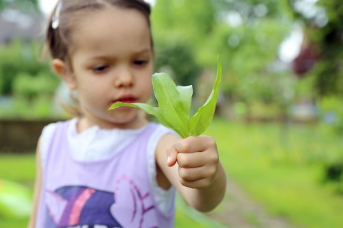 Versteckte Giftpflanzen im Garten können für Kinder gefährlich werden