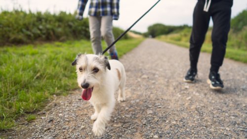 Martin Rütter zeigt Übung Damit läuft Ihr Hund viel entspannter an der