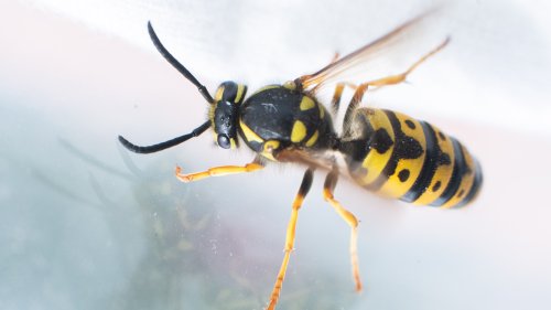 Wespen fliegen mühelos ins Zimmer, finden aber nicht mehr raus: Das ist der Grund