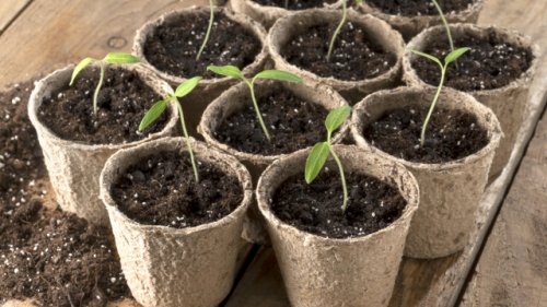 Tipps für den Garten: Diese fünf Pflanzen sollten Sie noch im April aussäen