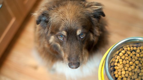 Hundefutter: Billig-Produkt gewinnt bei ÖKO-TEST