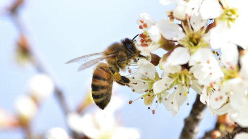 Aggressive oder friedliche Biene? Forscher entdecken überraschende Persönlichkeitsunterschiede
