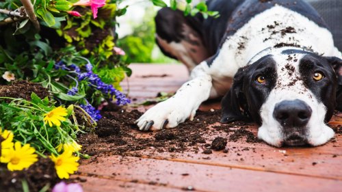 Auch wenn man noch so gut aufpasst: Es kann schnell passieren, dass der eigene Hund eine giftige Pflanze frisst. Welches Mittel im schlimmsten Fall für Abhilfe sorgt und bei welchen Gewächsen Sie aufpassen müssen, zeigen wir.