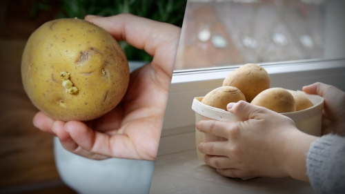 Darf man keimende Kartoffeln noch essen? Eine Zahl ist entscheidend