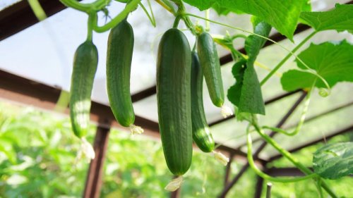 Gurken selbst anbauen: Ein Getränk bringt Gurken zum Wachsen