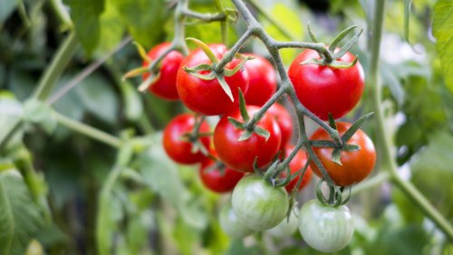 Ungünstige Beetnachbarn: Was Tomatenpflanzen schadet