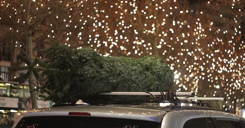 Weihnachtsbaum mit dem Auto transportieren: Bußgeld droht bei lascher Sicherung