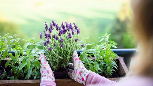 Pflanzen im Mai: Was Sie auf Ihrem Balkon jetzt aussäen können