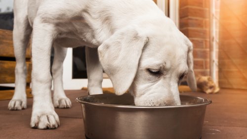 Großer Hundefutter-Rückruf gestartet: Hersteller warnt vor Verletzungsgefahr
