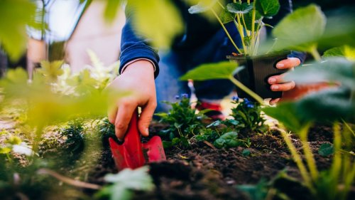 Grundausstattung für effizientes Gärtnern: Diese Gartenwerkzeuge benötigen Sie wirklich