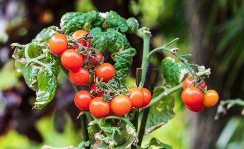 Tomaten wachsen besonders schnell und bilden viele Früchte aus. Dementsprechend hoch ist daher ihr Nährstoffbedarf, um gut zu gedeihen. Wir verraten zwei Hausmittel aus der Küche, die sich perfekt als Dünger einsetzen lassen.