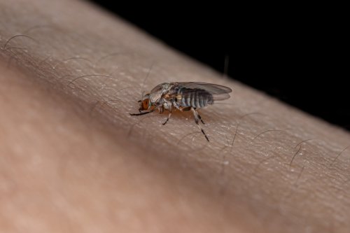 Blutsauger: Dieses Insekt könnte sich in Deutschland stärker ausbreiten