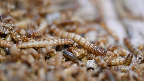 Noch vor der Kasse: Diese App verrät geheime Insektenzutaten blitzschnell