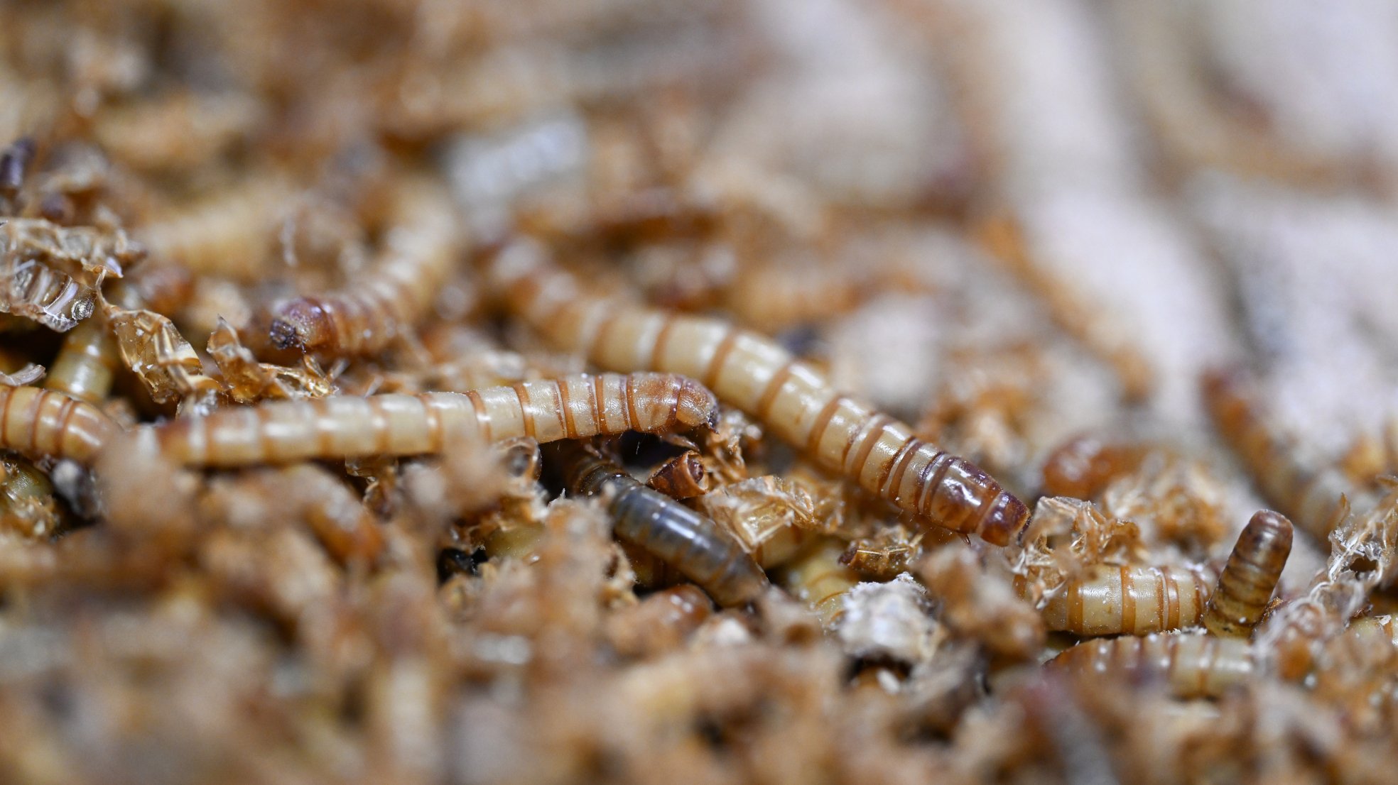 Noch vor der Kasse: Diese App verrät geheime Insektenzutaten blitzschnell