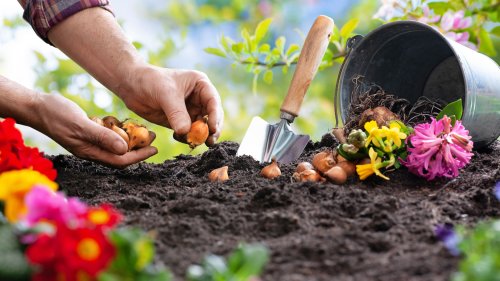 Geld zurück bekommen: So setzen Sie Gartenarbeit von der Steuer ab
