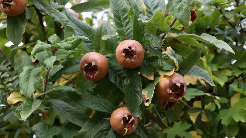 Wiederentdeckung für die heimische Küche: Diese Frucht kennen die wenigsten