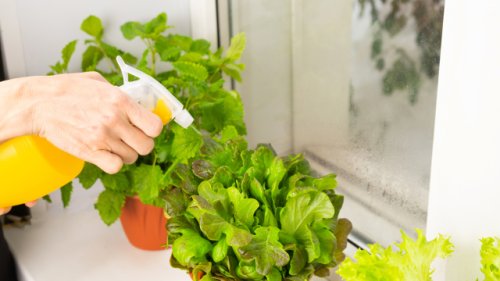 Ende Januar sollten Sie loslegen: So pflanzen Ihren Salat ganz ohne Balkon und Garten