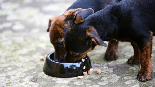Hundefutter-Rückruf ausgeweitet: Bei diesen beliebten Produkten drohen schwere Gesundheitsschäden
