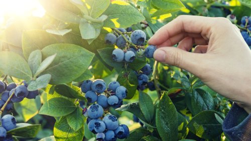 Superfood Heidelbeeren selbst anpflanzen: Die drei besten Experten-Tipps
