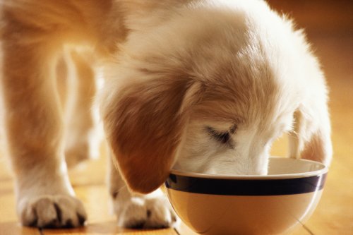 Hundefutter bei Stiftung Warentest: Günstige Produkte schlagen Marken-Futter