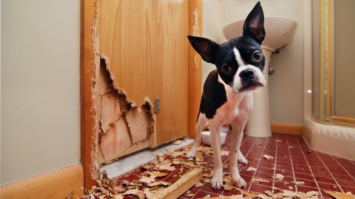 Hunde-Haftpflichtversicherung im Test: Kampfhunde und ältere Hunde haben das Nachsehen