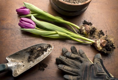 Tulpen umpflanzen wie ein Profi: Der richtige Zeitpunkt und die besten Tipps