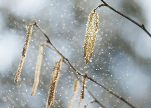 Stickstoffdünger verstärkt Allergien: Gräser produzieren sechsmal mehr Pollen