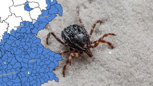 Zecken-Gefahr 2025: Risikogebiete in Deutschland