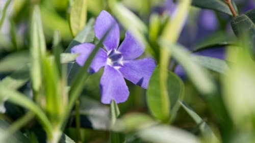 Turbo-Pflanzen für den Garten: Diese Arten wachsen besonders schnell