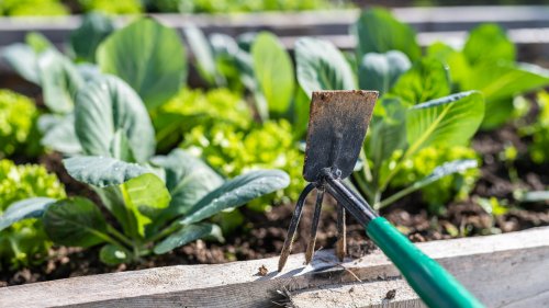 Gerüstet für die Gartenarbeit: Diese Gartenhacken unterstützen