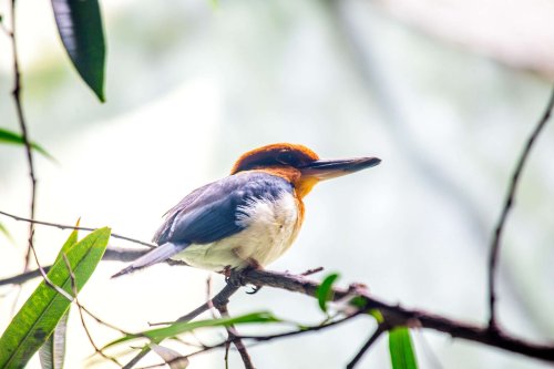 For The First Time In 40 Years, This Previously Extinct Bird Has Laid Eggs In The Wild