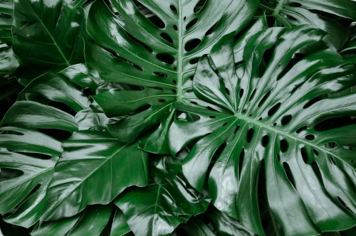 7 Houseplants With Long Lifespans