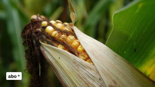 Gentech-Moratorium: Der Mais ist zurück im Bundeshaus