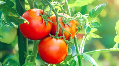 The Herb You Should Always Plant Alongside Tomatoes In Your Garden