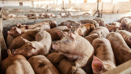 Billions Of People Around The World Don't Eat Pork. This Is Why