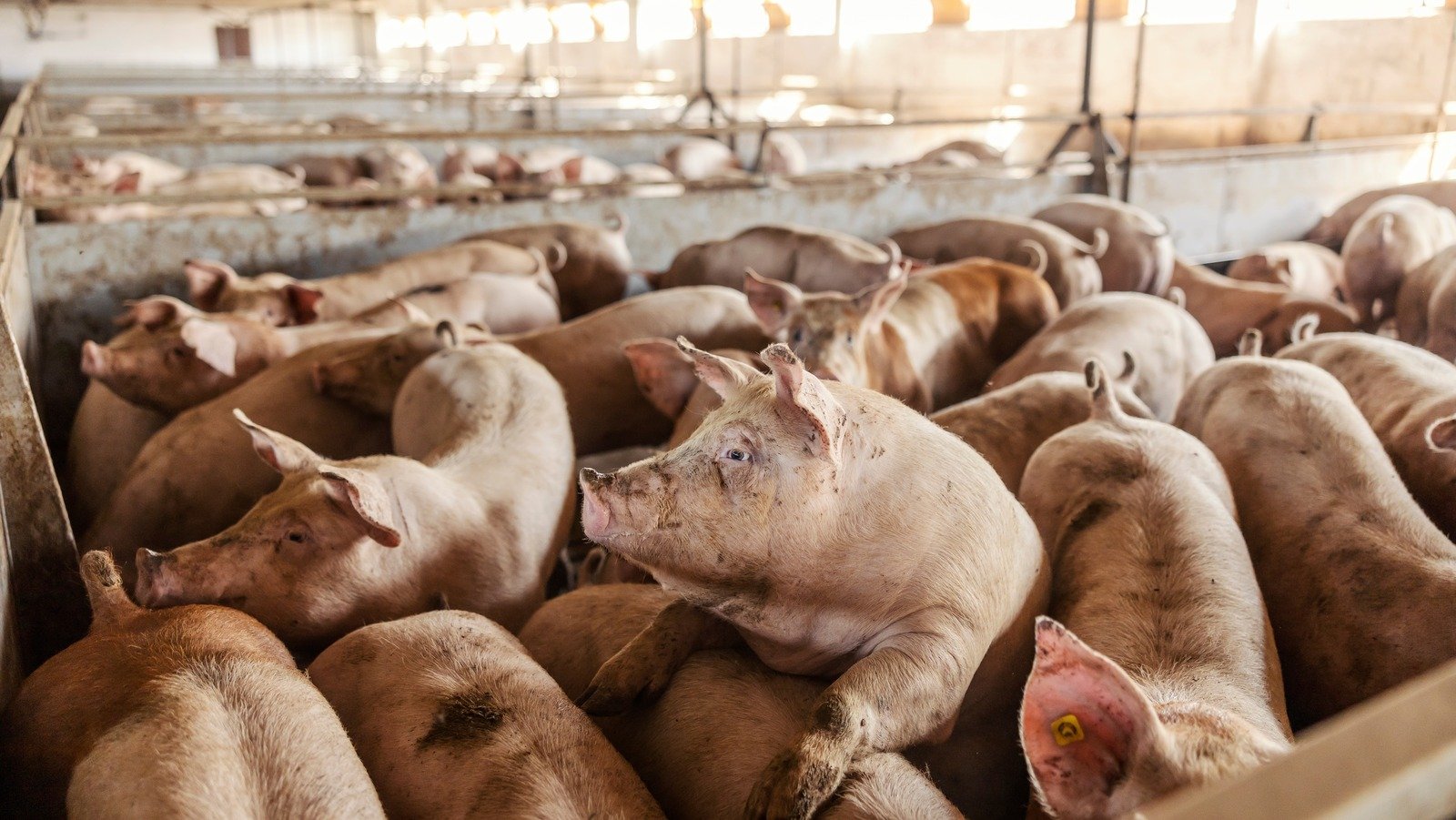 Billions Of People Around The World Don't Eat Pork. This Is Why