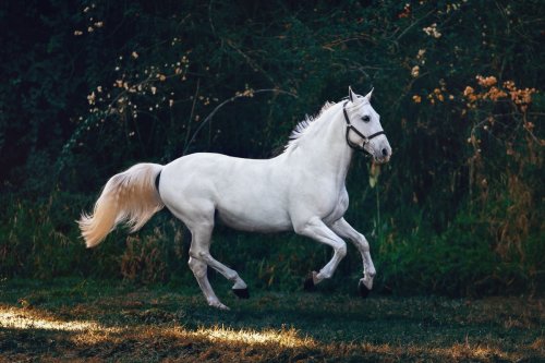Revelation 6: The deceptive rider on the white horse
