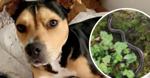 Enzo the dog nearly dies after being bitten by venomous snake on walk