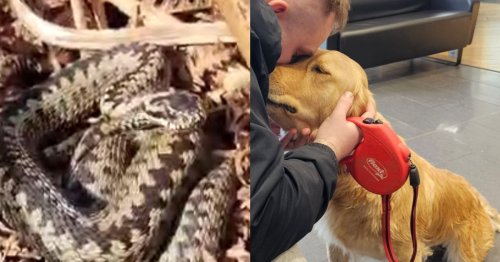 Birtley mum issues snake warning after dog bitten by adder on Gateshead walk