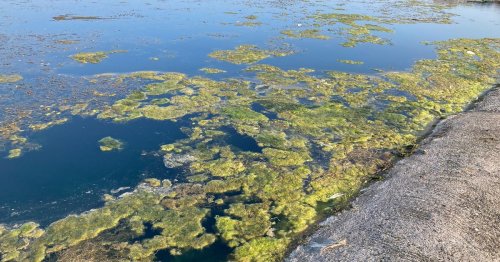 Call for council to clean up boating lake clogged with weeds