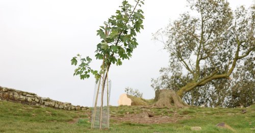 Sycamore sapling planted by Newcastle man just metres from where iconic tree stood in Northumberland to be removed