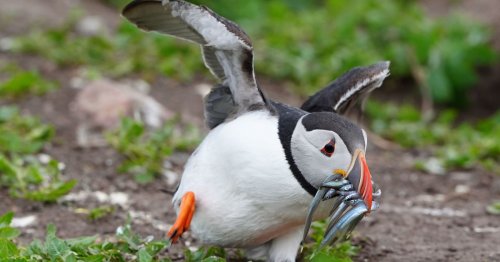 Outrage at EU decision which could see Northumberland's seabirds facing starvation