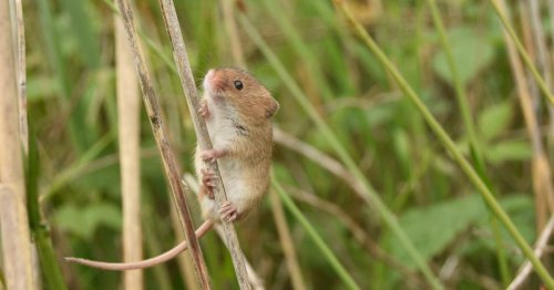 Rare harvest mice set up home at second nature reserve on Northumberland coast