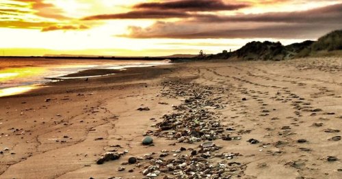 Marine deaths on North East beaches more likely to be caused by industrial toxins than algal bloom