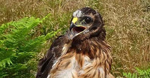 Endangered bird of prey disappears in suspicious circumstances in Northumberland